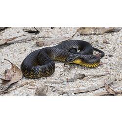 <em>Notechis scutatus</em> (Peters, 1861), Tiger Snake