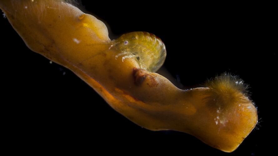 Yellow-brown amphipod on algae.