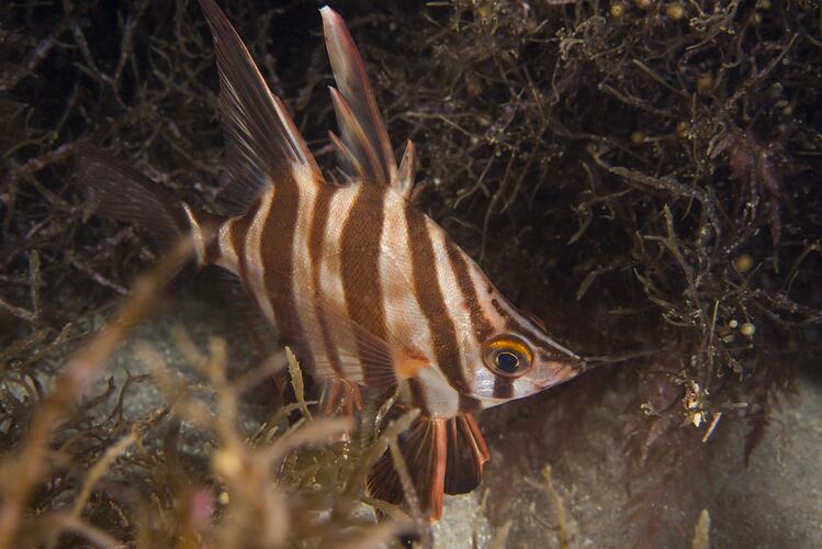Brown and cream-striped fish, side view.