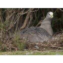 Cape Barren Goose.