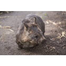 Wombat facing camera.
