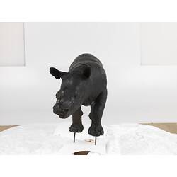 Front view of taxidermied juvenile black rhino.