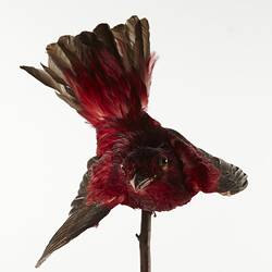 Red taxidermied bird specimen, front view.