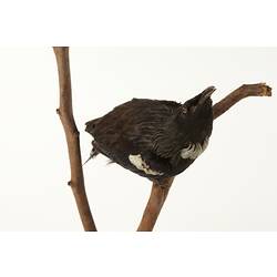 Black and white bird specimen mounted on branch,