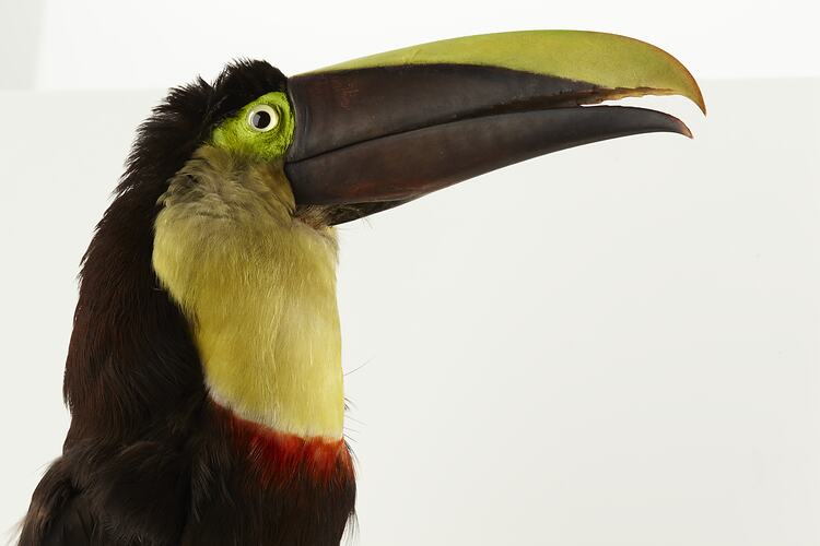 Detail of bird specimen with long black and yellow beak.