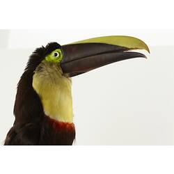 Taxidermy Mount - Black-mandibled Toucan, <em>Ramphastos ambiguus</em>