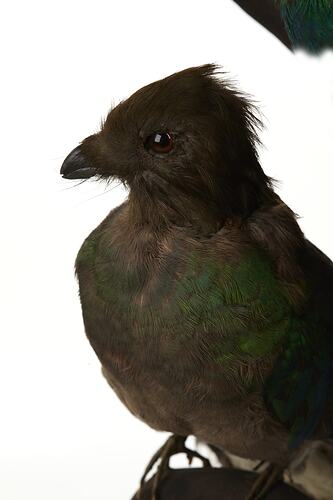 Green and brown bird specimen.