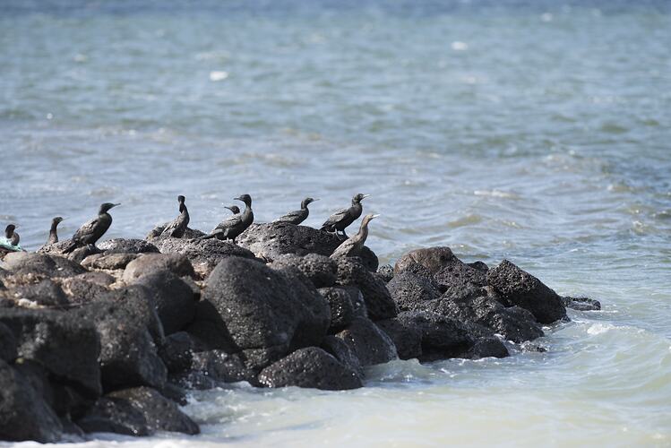 Little black cormorant.