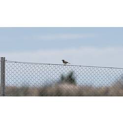 Small bird perched on fence.