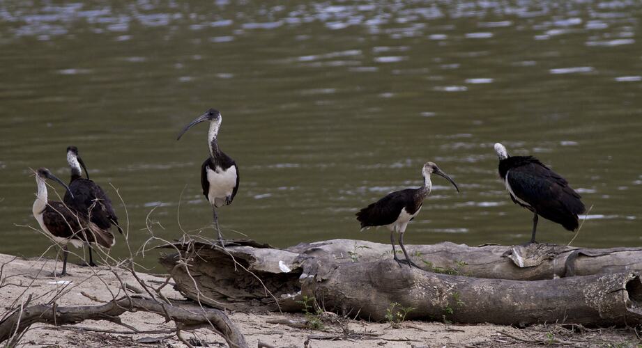 Straw-necked ibis.