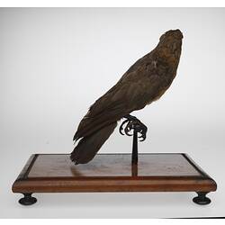 Side view of sharp-beaked, taxidermied bird.