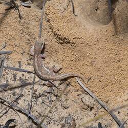Pinkish gecko on sand.