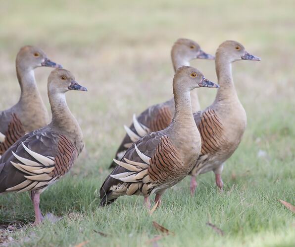 Brown ducks in grass.