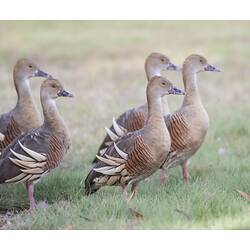 Brown ducks in grass.