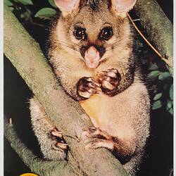 Poster - Kodak Australasia Pty Ltd, Possum, 'Capture Your Friends on Kodak Film', 1982-1990