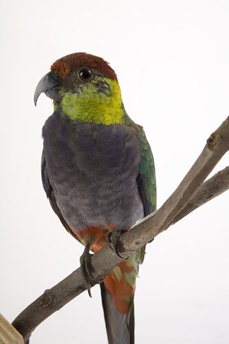 Taxidermied parrot specimen wth grey, red, yellow and green feathers, perched on a branch.