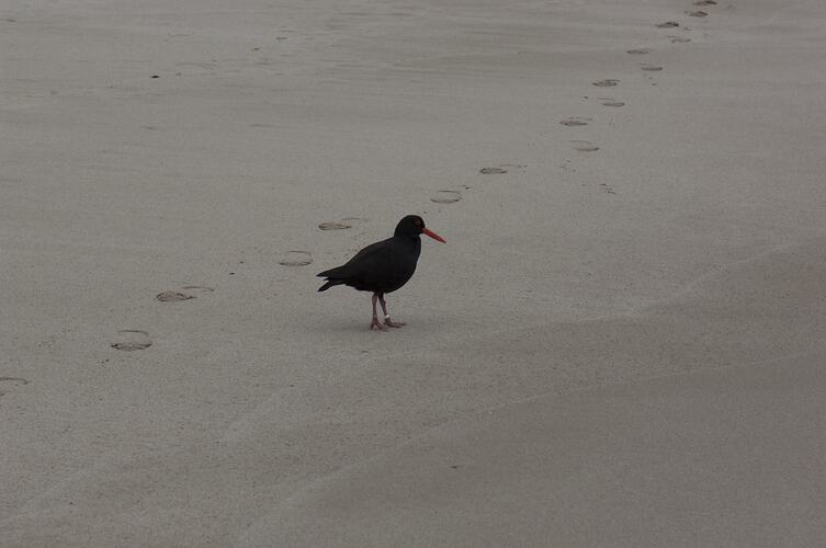 Black bird with red bill standing on sand.