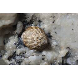Cream and brown limpet on rock.