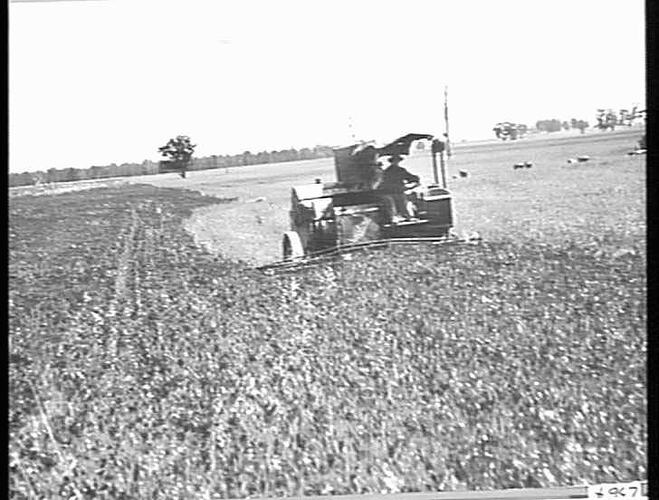 10 FT. AUTO HARVESTING 800 ACRES OF WHEAT AT THE RATE OF 405 ACRES PER DAY ON THE FARM OF MESSRS. J.B. CALDWELL & SONS, `GLENMORDANT'    NEAR BERRIGAN, N.S.W.: DEC 1932