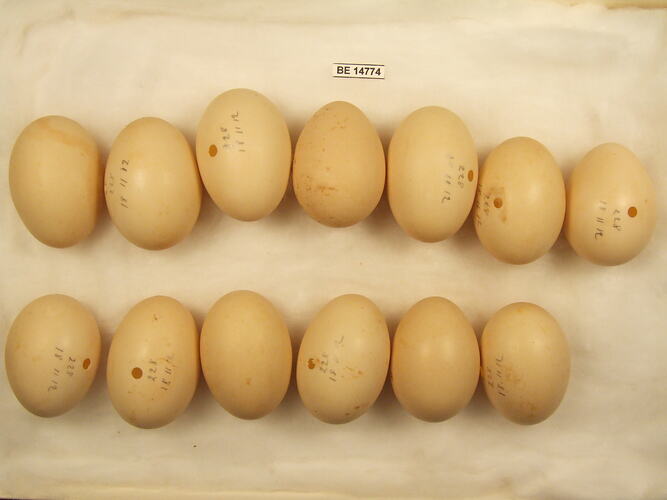 Thirteen bird eggs with specimen label.