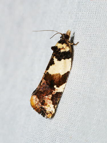 <em>Epitymbia cosmota</em>, moth. Great Otway National Park, Victoria.