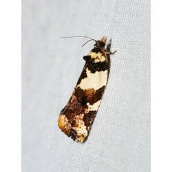 <em>Epitymbia cosmota</em>, moth. Great Otway National Park, Victoria.