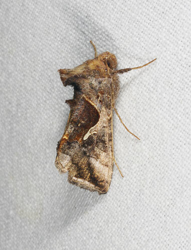 <em>Chrysodeixis subsidens</em>, moth. Great Otways National Park, Victoria.