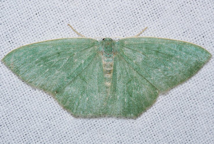 <em>Maxates calaina</em>, moth. Great Otways National Park, Victoria.