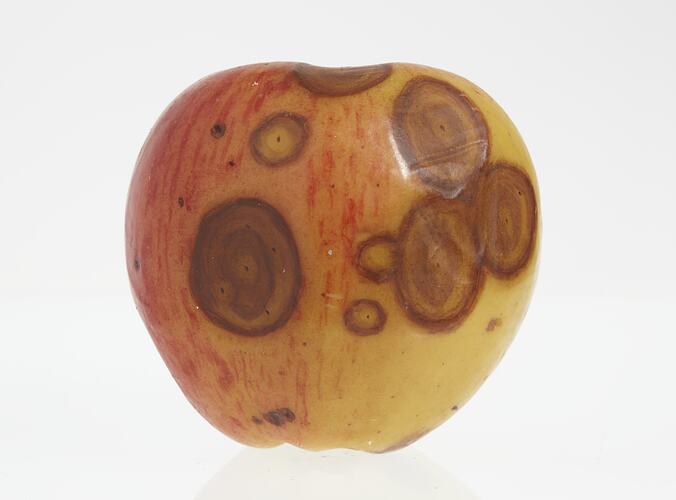 Wax model of an apple painted red with yellow flecks, Has brown round spots.