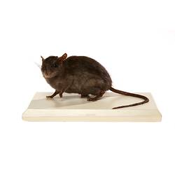 Taxidermy Mount - Black Rat, <em>Rattus rattus</em> (Linnaeus, 1758)