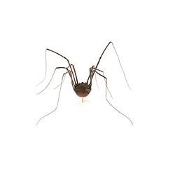 Harvestmen spider model. Registration no, K13885.