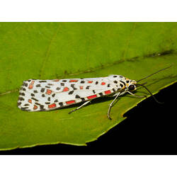 <em>Utetheisa pulchelloides</em>, Heliotrope Moth. Great Otway National Park, Victoria.