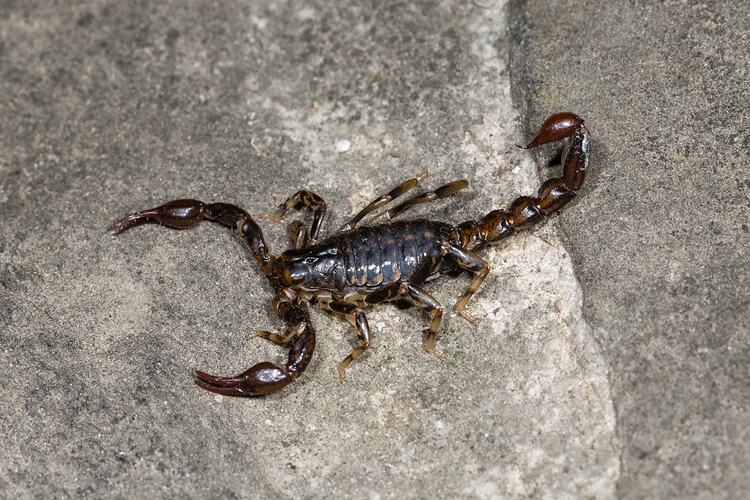 <em>Cercophonius squama</em>, Wood Scorpion. Great Otway National Park, Victoria.