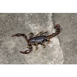 <em>Cercophonius squama</em>, Wood Scorpion. Great Otway National Park, Victoria.