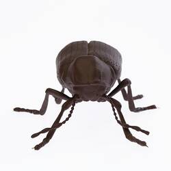 Brown beetle. Front view.