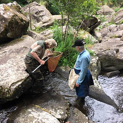 Researchers collecting fish amongst boulders in stream.