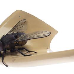 Model black fly with clear plastic wings and legs outstretched. Sits on edge of beige coloured plaster spout.