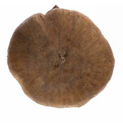 Mushroom Model - Psalliota Campestris (Agaricaceae), 1884-1888