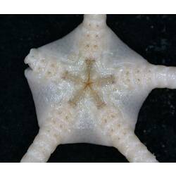 Front view of cream-white brittle star with close-up of oral disc on black background.