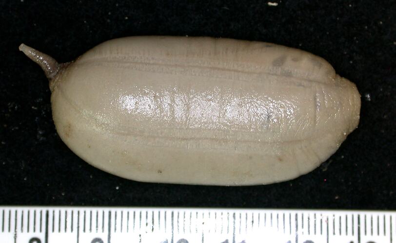 Side view of cream-grey sea cucumber with tail on black background with ruler.