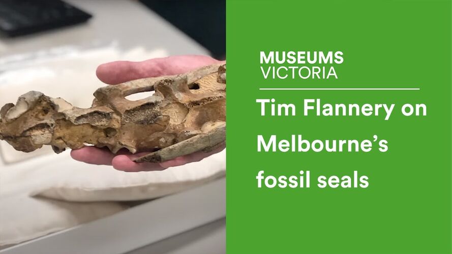 Beaumaris: 'One of Australia's most significant fossil sites'