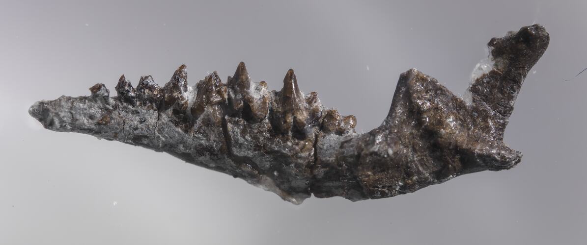 Side view of lower jaw bone fossil.