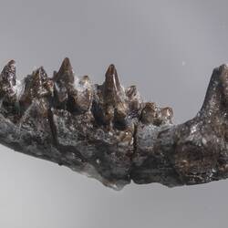 Side view of lower jaw bone fossil.