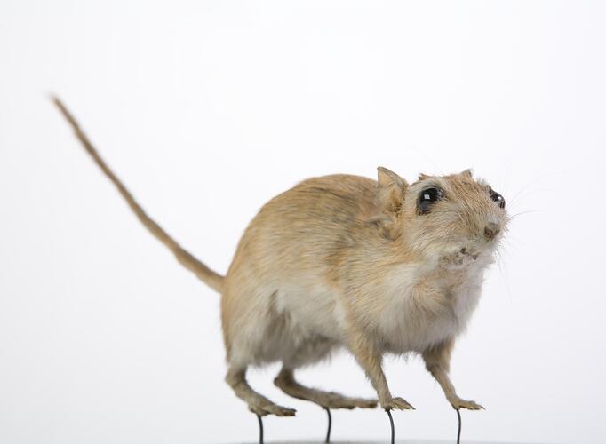 Gerbil specimen mounted with tail held up.