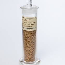 Wheat sample in cylindrical glass jar. Has white label. Front view.
