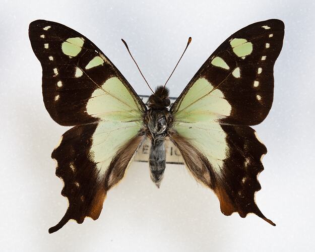 <em>Graphium macleayanum moggana</em>, Macleay's Swallowtail. [LEP 56723]