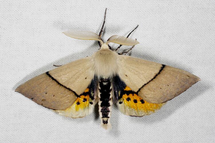 <em>Gastrophora henricaria</em>, moth, male. Great Otway National Park, Victoria.