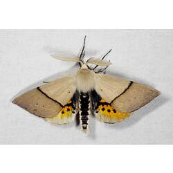 <em>Gastrophora henricaria</em>, moth, male. Great Otway National Park, Victoria.