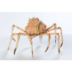 <em>Leptomithrax gaimardii</em>, Giant Spider Crab. [J 46721.28]
