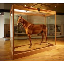 Brown taxidermied horse in a glass case.